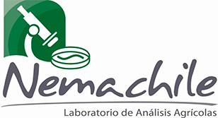 Nemachile
